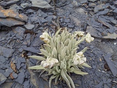 Culcitium canescens, photograph Humber Alberto, CC BY, iNaturalist via GBIF