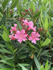 Nerium oleander