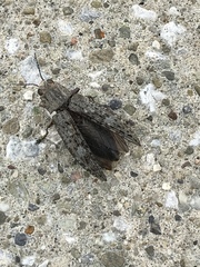 Texania campestris