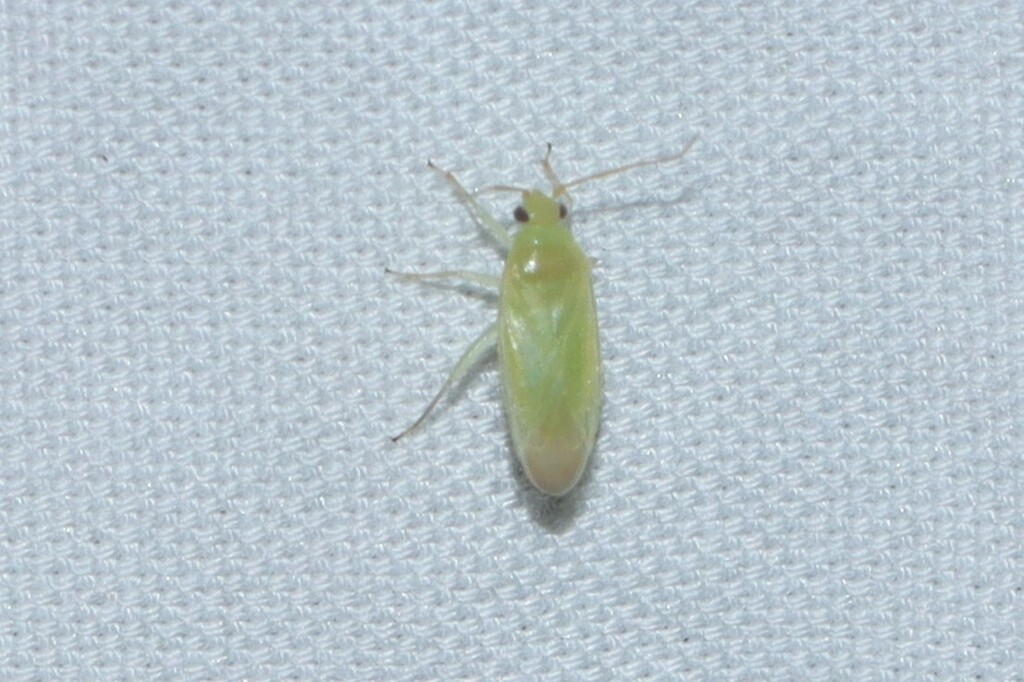 Orthotylus ramus