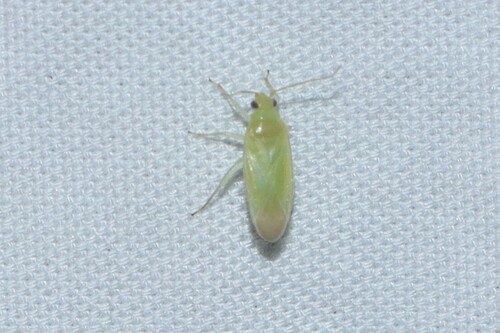 Orthotylus ramus