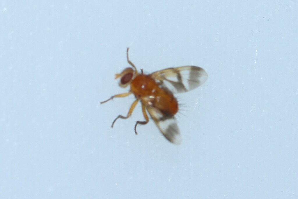 Oestrophasia signifera