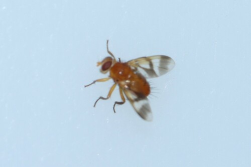 Oestrophasia signifera