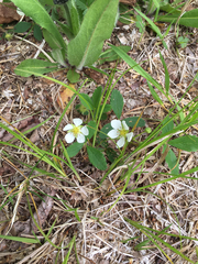 Fragaria vesca americana