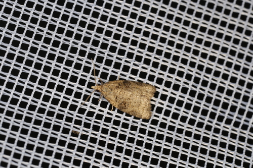 Common Tortrix