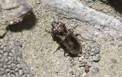Notiophilus semiopacus
