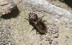 Notiophilus semiopacus