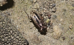 Notiophilus semiopacus