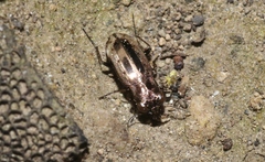 Notiophilus semiopacus
