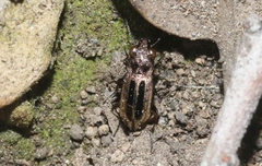 Notiophilus semiopacus