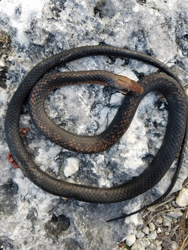 Photo of a Vud's Bahamian Racer (Cubophis vudii)