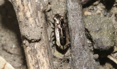 Notiophilus semiopacus