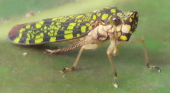 Paracrocampsa aulaeata