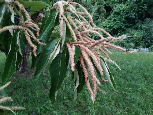Chinese chestnut
