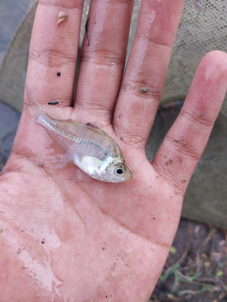 Humphead glassfish (Parambassis pulcinella) — Ambassidae