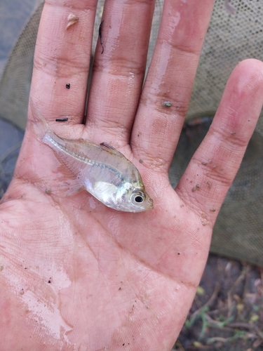 Humphead glassfish (Parambassis pulcinella) — Ambassidae