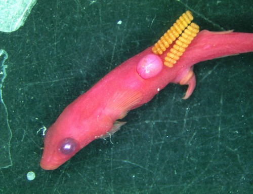 Parvicrepis parvipinnis