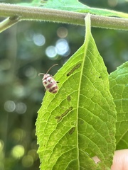 Asphaera quadrifasciata image