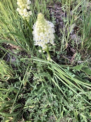 Toxicoscordion venenosum