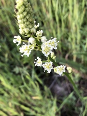 Toxicoscordion venenosum