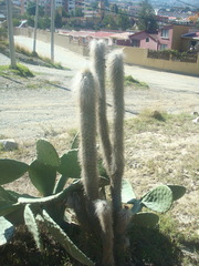 Oreocereus pseudofossulatus