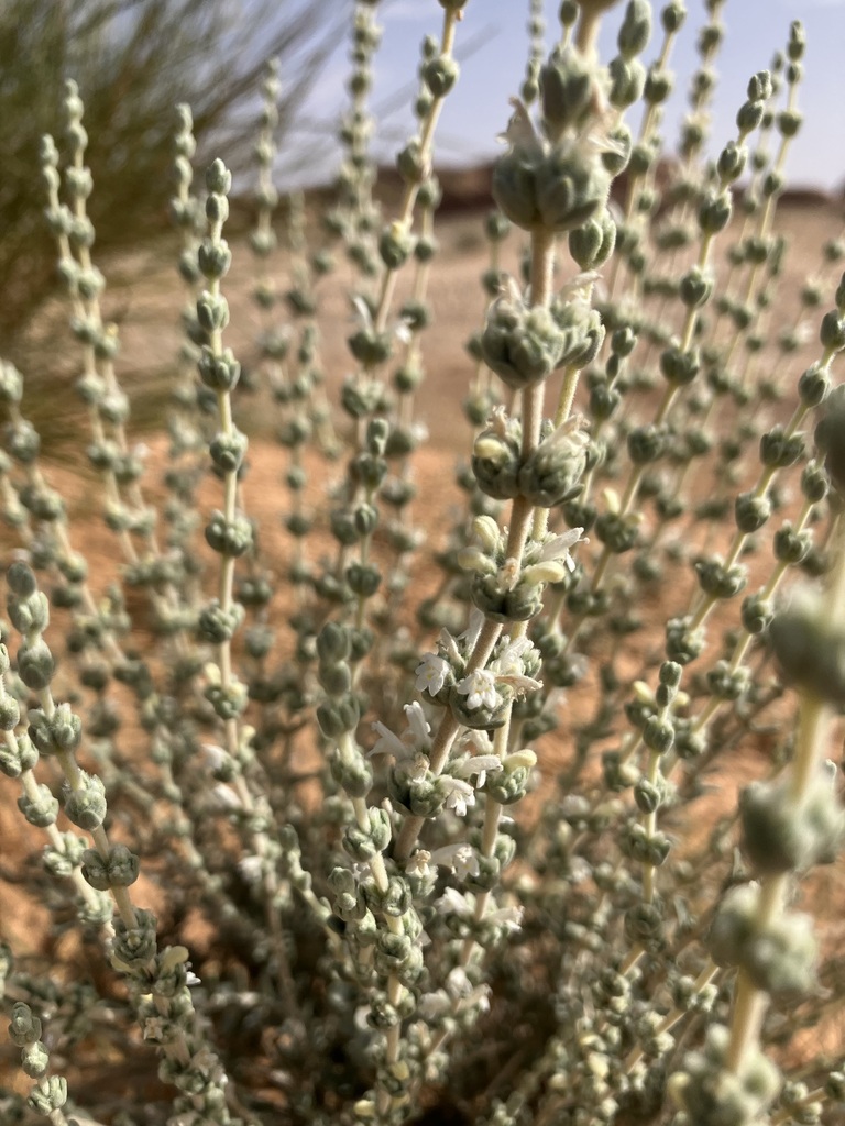 Thymbra nabateorum