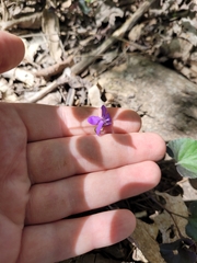 Common Dog-violet (Viola riviniana)