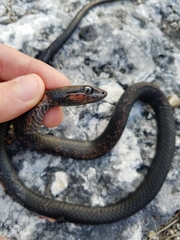 Cubophis vudii aterrimus