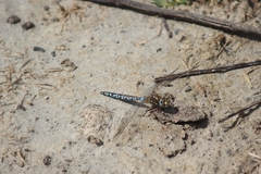 Rhionaeschna peralta