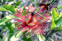 Passiflora mexicana