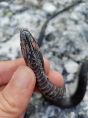 Cubophis vudii aterrimus