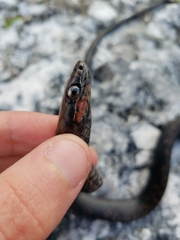 Cubophis vudii aterrimus