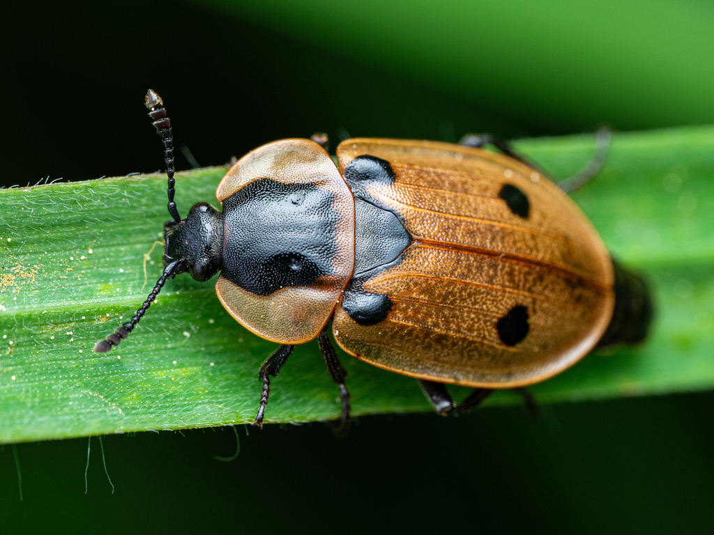 Four-spotted Carrion Beetle, photo 1 of 10