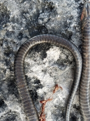 Cubophis vudii aterrimus
