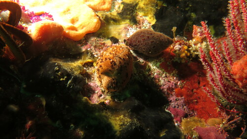 Cypraea fuscodentata observed 2024-04-28