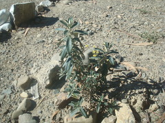 Buddleja coriacea