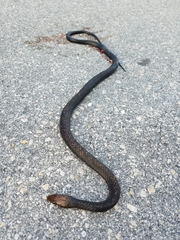 Cubophis vudii aterrimus