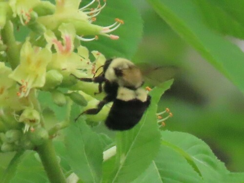 Common Eastern Bumble Bee