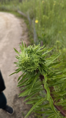 iNaturalist observation photo of tall evening primrose