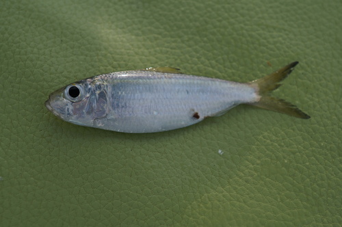 Flatiron herring (Harengula thrissina) — Clupeidae — 2