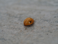 Harmonia sedecimnotata