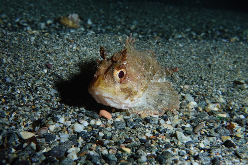 Black scorpionfish (Scorpaena porcus) — Scorpaenidae