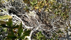 Aspidoscelis hyperythrus beldingi