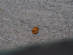 Harmonia sedecimnotata