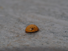 Harmonia sedecimnotata