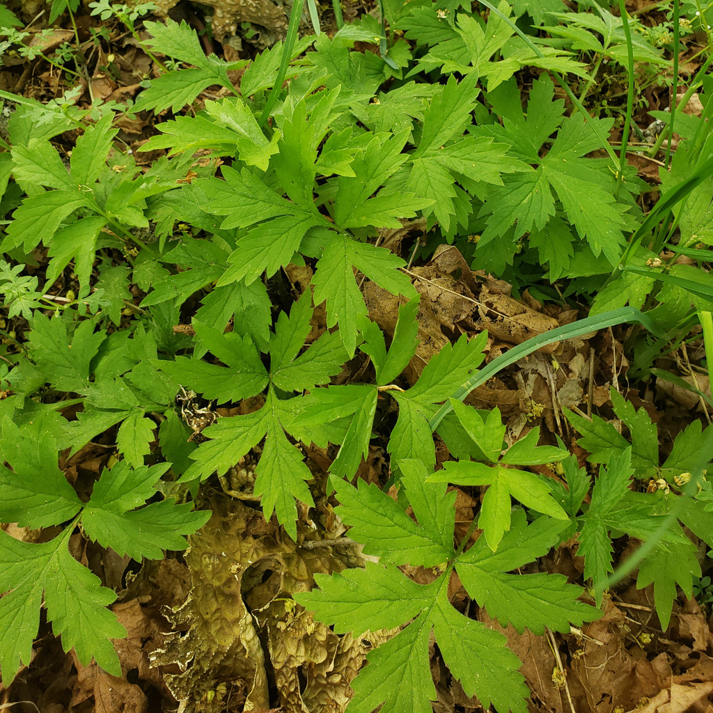 Pacific Waterleaf from Madison Falls Trail, WA, USA on May 1, 2024 at ...