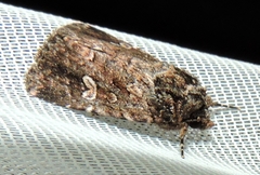 Ectopatria horologa