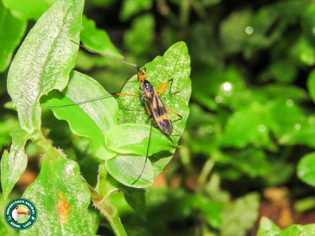 Hexatoma perrara