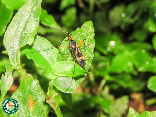 Hexatoma perrara