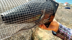 Aspidoscelis hyperythrus beldingi